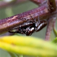 Opisthoncus sp. (genus) at Lyneham, ACT - 17 Nov 2024 01:44 PM