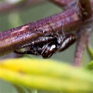 Opisthoncus sp. (genus) at Lyneham, ACT - 17 Nov 2024