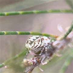 Opisthoncus sp. (genus) (Opisthoncus jumping spider) at Lyneham, ACT - 17 Nov 2024 by Hejor1