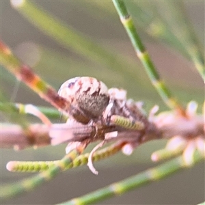 Opisthoncus sp. (genus) at Lyneham, ACT - 17 Nov 2024