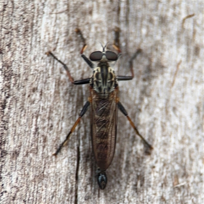 Cerdistus sp. (genus) (Slender Robber Fly) at Lyneham, ACT - 17 Nov 2024 by Hejor1