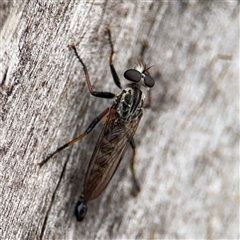 Cerdistus sp. (genus) at Lyneham, ACT - 17 Nov 2024 01:37 PM