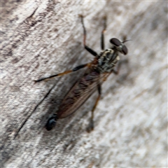 Cerdistus sp. (genus) at Lyneham, ACT - 17 Nov 2024 01:37 PM