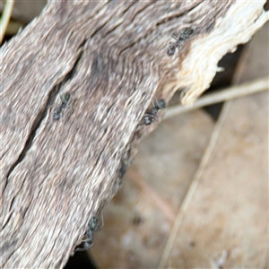 Formicidae (family) at Lyneham, ACT - 17 Nov 2024