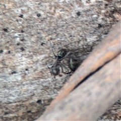 Formicidae (family) at Lyneham, ACT - 17 Nov 2024