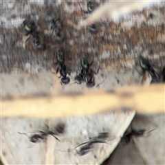 Formicidae (family) at Lyneham, ACT - 17 Nov 2024