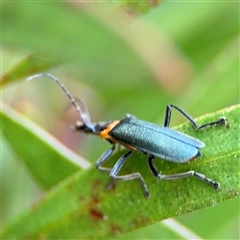 Chauliognathus lugubris (Plague Soldier Beetle) at Lyneham, ACT - 17 Nov 2024 by Hejor1