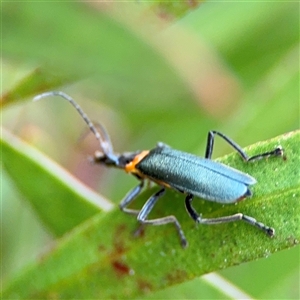 Chauliognathus lugubris at Lyneham, ACT - 17 Nov 2024