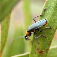 Chauliognathus lugubris at Lyneham, ACT - 17 Nov 2024