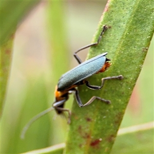 Chauliognathus lugubris at Lyneham, ACT - 17 Nov 2024