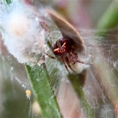 Araneus albotriangulus at Lyneham, ACT - 17 Nov 2024 by Hejor1