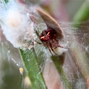 Araneus albotriangulus at Lyneham, ACT - 17 Nov 2024