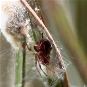 Araneus albotriangulus at Lyneham, ACT - 17 Nov 2024