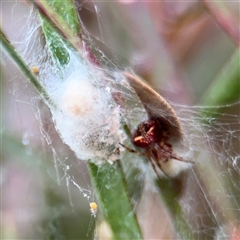 Araneus albotriangulus at Lyneham, ACT - 17 Nov 2024