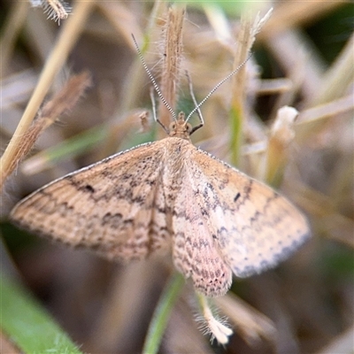 Scopula rubraria (Reddish Wave, Plantain Moth) at Lyneham, ACT - 17 Nov 2024 by Hejor1