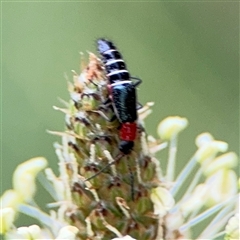 Carphurus sp. (genus) (Soft-winged flower beetle) at Lyneham, ACT - 17 Nov 2024 by Hejor1