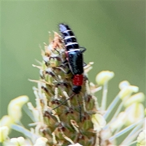 Carphurus sp. (genus) at Lyneham, ACT - 17 Nov 2024