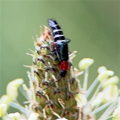 Carphurus sp. (genus) (Soft-winged flower beetle) at Lyneham, ACT - 17 Nov 2024 by Hejor1