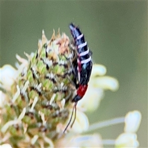 Carphurus sp. (genus) at Lyneham, ACT - 17 Nov 2024