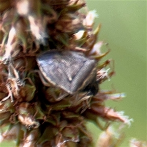 Pentatomidae (family) at Lyneham, ACT - 17 Nov 2024