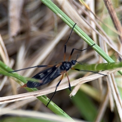 Gynoplistia sp. (genus) (Crane fly) at Lyneham, ACT - 17 Nov 2024 by Hejor1