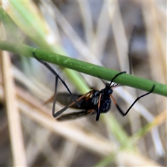 Gynoplistia sp. (genus) at Lyneham, ACT - 17 Nov 2024