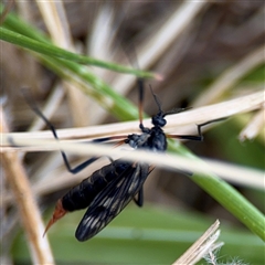 Gynoplistia sp. (genus) at Lyneham, ACT - 17 Nov 2024