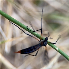 Gynoplistia sp. (genus) at Lyneham, ACT - 17 Nov 2024