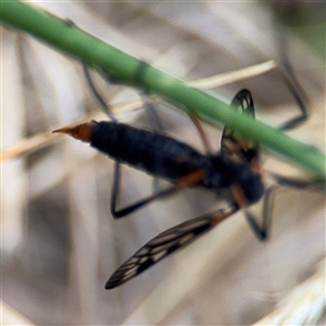 Gynoplistia sp. (genus) at Lyneham, ACT - 17 Nov 2024