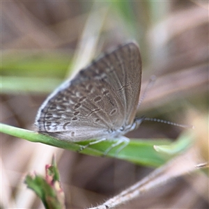 Zizina otis (Common Grass-Blue) at Lyneham, ACT by Hejor1