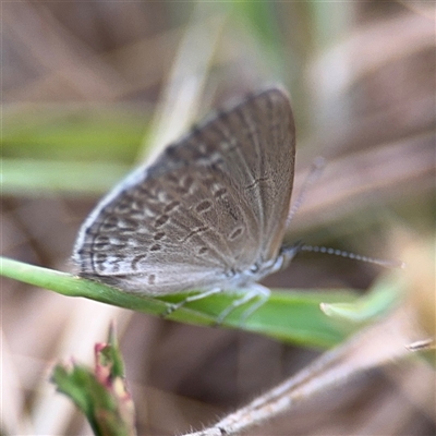 Zizina otis (Common Grass-Blue) at Lyneham, ACT - 17 Nov 2024 by Hejor1