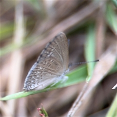 Zizina otis at Lyneham, ACT - 17 Nov 2024 01:26 PM