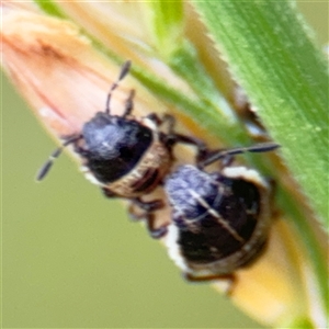 Pentatomidae (family) at Lyneham, ACT - 17 Nov 2024