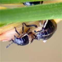 Pentatomidae (family) at Lyneham, ACT - 17 Nov 2024