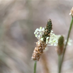 Plantago lanceolata (Ribwort Plantain, Lamb's Tongues) at Lyneham, ACT - 17 Nov 2024 by Hejor1