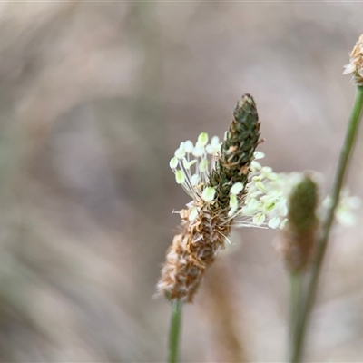 Plantago lanceolata (Ribwort Plantain, Lamb's Tongues) at Lyneham, ACT - 17 Nov 2024 by Hejor1