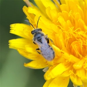 Lasioglossum (Chilalictus) lanarium at Lyneham, ACT - 17 Nov 2024