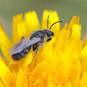 Lasioglossum (Chilalictus) lanarium at Lyneham, ACT - 17 Nov 2024