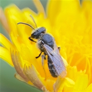 Lasioglossum (Chilalictus) lanarium at Lyneham, ACT - 17 Nov 2024