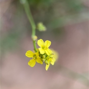 Hirschfeldia incana at Lyneham, ACT - 17 Nov 2024