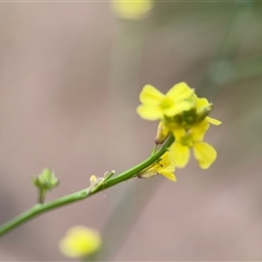 Hirschfeldia incana at Lyneham, ACT - 17 Nov 2024