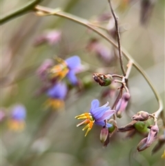 Dianella (genus) (Flax Lily) at Lyneham, ACT - 17 Nov 2024 by Hejor1
