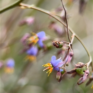 Dianella sp. at Lyneham, ACT - 17 Nov 2024