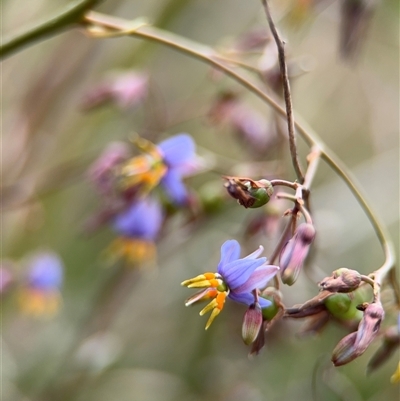 Dianella sp. (Flax Lily) at Lyneham, ACT - 17 Nov 2024 by Hejor1