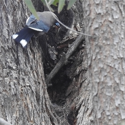 Artamus cyanopterus cyanopterus (Dusky Woodswallow) at Kambah, ACT - 16 Nov 2024 by HelenCross