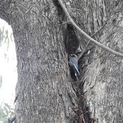 Artamus cyanopterus at Kambah, ACT - suppressed