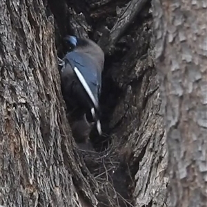 Artamus cyanopterus cyanopterus at Kambah, ACT - 17 Nov 2024