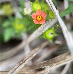 Modiola caroliniana (Red-flowered Mallow) at Lyneham, ACT - 17 Nov 2024 by Hejor1