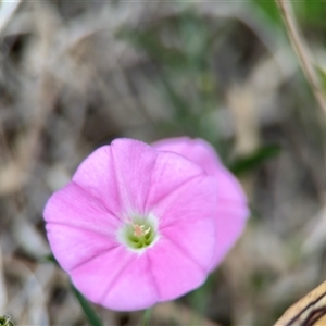 Convolvulus angustissimus subsp. angustissimus at Lyneham, ACT - 17 Nov 2024 01:18 PM