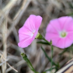 Convolvulus angustissimus subsp. angustissimus at Lyneham, ACT - 17 Nov 2024 01:18 PM